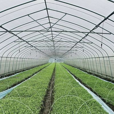 Grote groententunnel met een enkele boog JX-A00182 voor groentenproductie gedurende het hele jaar