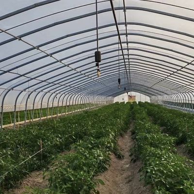 Grote groententunnel met een enkele boog JX-A00182 voor groentenproductie gedurende het hele jaar