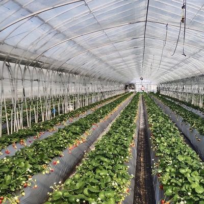 Multi Span Commerciële Kas Met Hydroponics System Custom