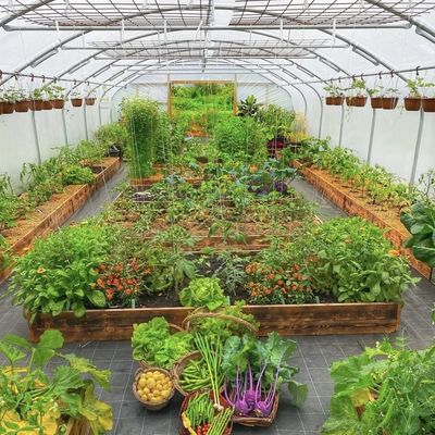 Multi Span Commerciële Kas Met Hydroponics System Custom
