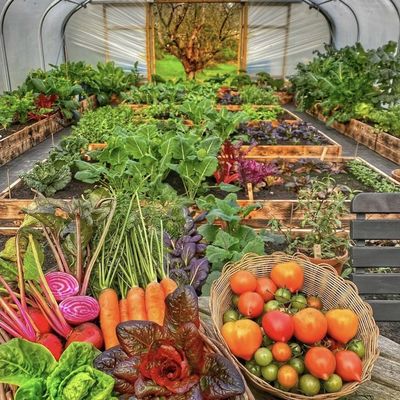 Revolutioneer uw groentenproductie met druppelverwatering