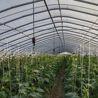 Revolutioneer uw groentenproductie met druppelverwatering