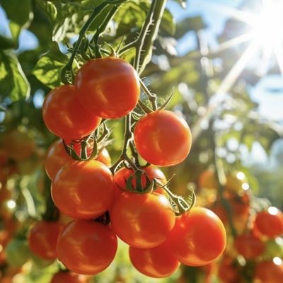 Amerikaanse munt JX-A0023 Multi-Span Film Serre voor het planten van Tomota Komkommer Salat