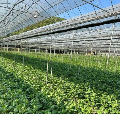 Amerikaanse munt JX-A0023 Multi-Span Film Serre voor het planten van Tomota Komkommer Salat