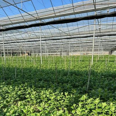 Multi-span film kas voor verticale landbouw Pakket Grootte 50,00cm * 60,00cm * 50,00cm