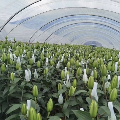 Innovatief dripverwateringstunnelsysteem met meervoudige looptijden en 30-daagse terugbetaling