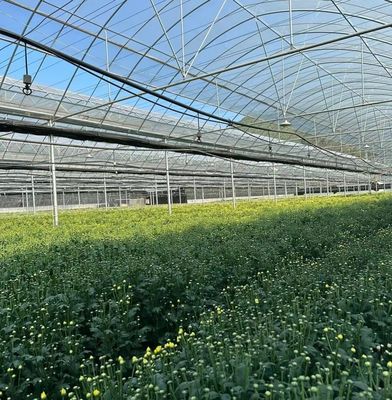 Multi-Span Film Serre met koeling/schaduw/irrigatie