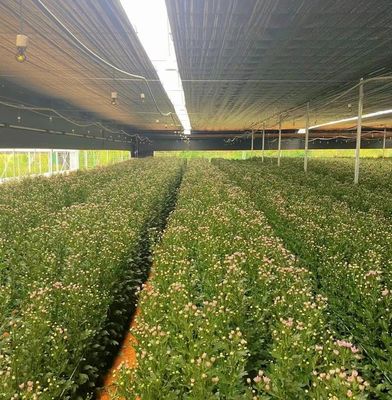 Multi-Span Film Serre met koeling/schaduw/irrigatie