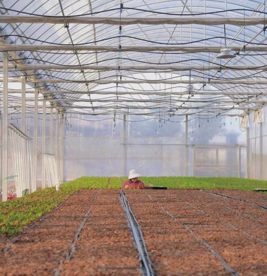 Multi-Span Film Serre met koeling/schaduw/irrigatie