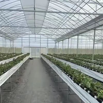 Multi Span Hydroponisch groentenverbouwingssysteem in kas voor staalconstructie 20.000kg
