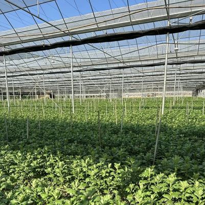 Oorsprong Multi-Span Film Serre voor gemakkelijke installatie en onderhoud