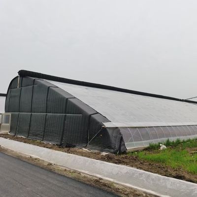 Zonnestroom kas voor het planten van capsicum geavanceerde groenten te kweken methode