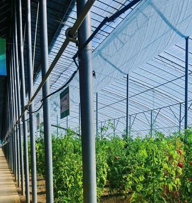 Zonnestroom kas voor het planten van capsicum geavanceerde groenten te kweken methode