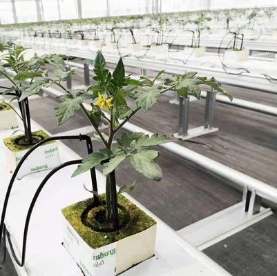 Custom Double Arch Beam Greenhouse voor groenten gepersonaliseerd aan uw behoeften