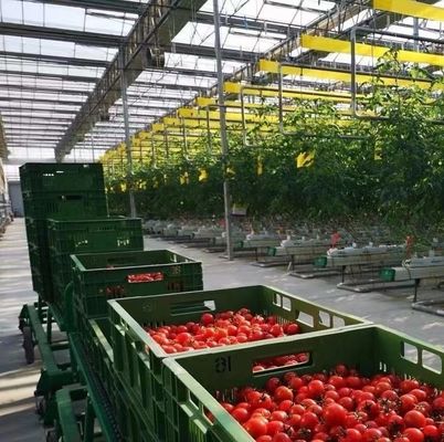 Groenhuis met dubbele boog voor het kweken van paddenstoelen Plastic sheet cover Single or Multi Span