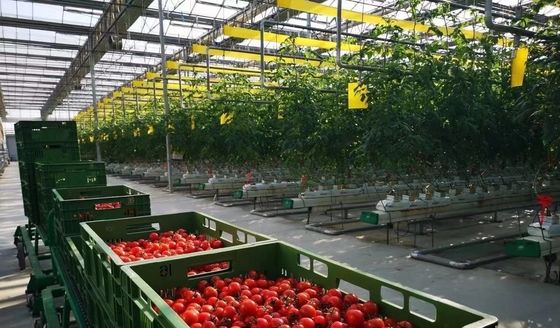 Gepersonaliseerde aanvraag Sneeuw Vibrator Kas voor Capsicum Farming in US Currency