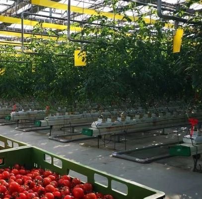 Aanpassing Boogtunnel kas Zonnelicht kas Voor de teelt van capsicum