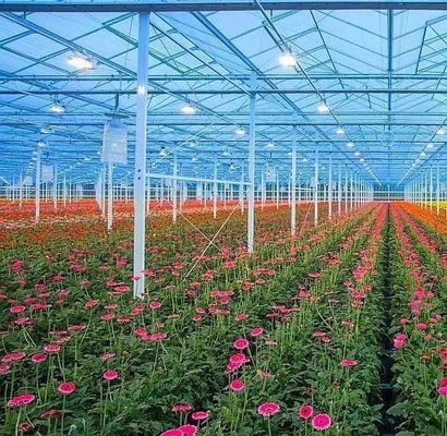 Aanpassing Boogtunnel kas Zonnelicht kas Voor de teelt van capsicum