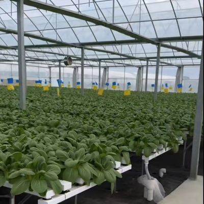 Multi-Span Commercial Greenhouse Kit met duurzaam PVC-pijp- en druppelbewateringssysteem
