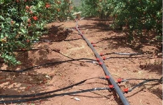 Oorsprong Doppelboogbalk kas voor capsicum Verzendkosten en productie kas