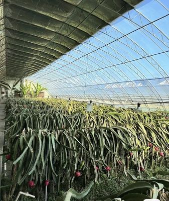 Oorsprong Doppelboogbalk kas voor capsicum Verzendkosten en productie kas