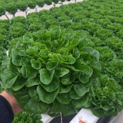 Grote grootte PE/Po-plasticfolie landbouwkas met hydroponicsysteem