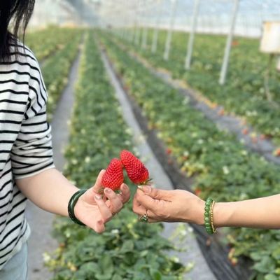 Oorsprong Multi-Span Film Landbouwgreenhouse voor uw landbouwbedrijf