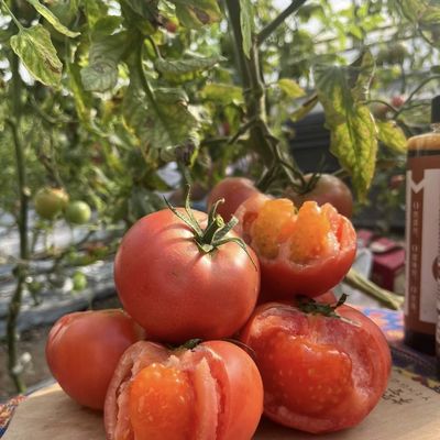 Oorsprong Multi-Span Film Landbouwgreenhouse voor uw landbouwbedrijf