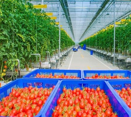 Eenvoudige of meervoudige span aanpassing sneeuw vibrator kas voor fruit tomaten te planten