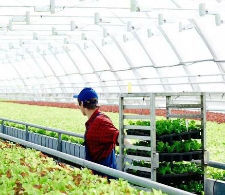 Op maat gemaakte sneeuw vibrator kas voor tomaten planten enkelvoudige of meervoudige span groot