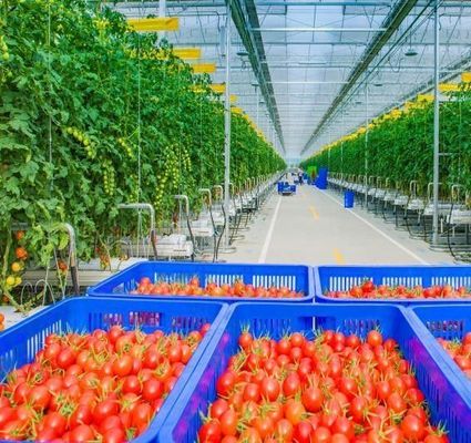 Op maat gemaakte sneeuw vibrator kas voor tomaten planten enkelvoudige of meervoudige span groot