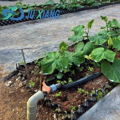 Op maat gemaakte moderne zonnestroom kas Dubbele laag voor paddenstoelplantvereisten