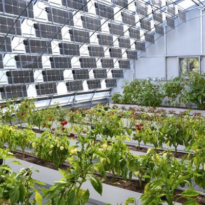 Multi-Span Arch Type PE/Po Plastic Film Photovoltaic Solar Greenhouse voor prestaties