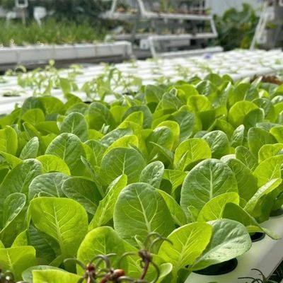 Eerste betaling JX-A0050 Waterpijp Landbouwkas voor groentenproductie