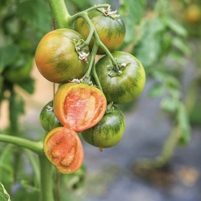 Op maat gemaakte multi-span film kas voor het planten van bloemen 30 dagen geld terug garantie