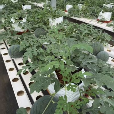 Op maat gemaakte multi-span film kas voor het planten van bloemen 30 dagen geld terug garantie