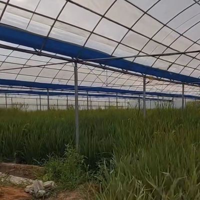 Flexible Multi-Span Greenhouse voor groentenproductie Pakket Bruto gewicht 20.000kg