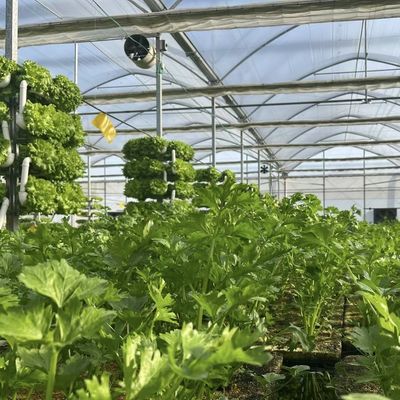 Flexible Multi-Span Greenhouse voor groentenproductie Pakket Bruto gewicht 20.000kg