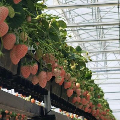 Op maat gemaakte multi-span broeikasoplossing voor hydroponische groentenproductie