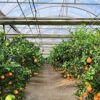 Multi-Span kas met geavanceerde irrigatie over verzendkosten en levertijd