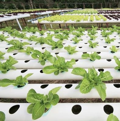 Multi-Span kas met geavanceerde irrigatie over verzendkosten en levertijd
