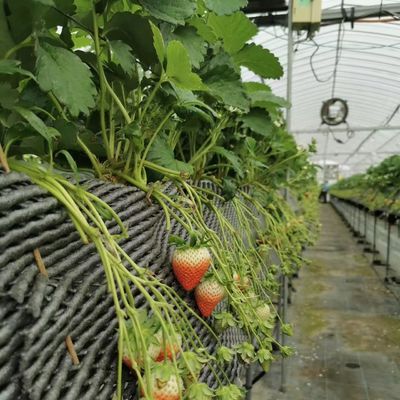 Multi-Span kas met geavanceerde irrigatie over verzendkosten en levertijd