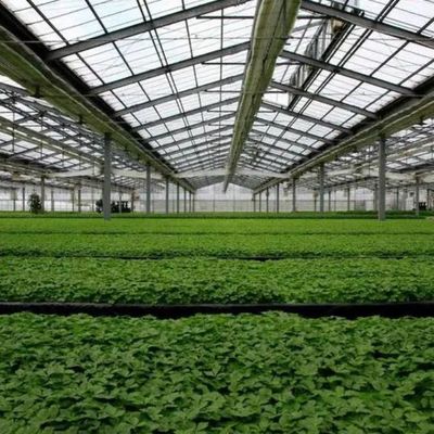 Groenhuis met hoge luchtvochtigheid met een enkele boog met een boog/Venloche-achtergrond en zonnepanelen
