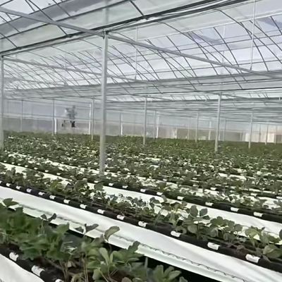 Commerciële kas met kokopeaatgrond Pakket Grootte 50,00cm * 60,00cm * 50,00cm