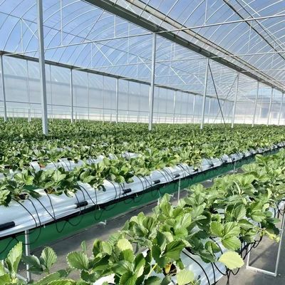 Multi-Span film kas voor de hydroponie Groeit beschermt planten tegen slecht weer