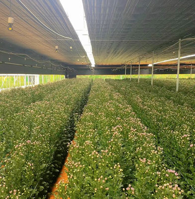 Multi-Span film kas voor de hydroponie Groeit beschermt planten tegen slecht weer