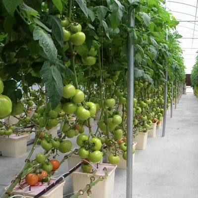 Multi-Span film kas voor de hydroponie Groeit beschermt planten tegen slecht weer