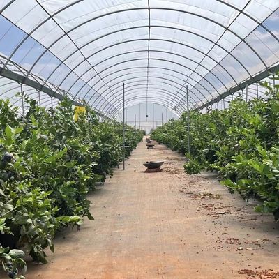 Steelstructuur Multi-Span Cocopeat Ground Greenhouse voor groentenproductieoplossingen