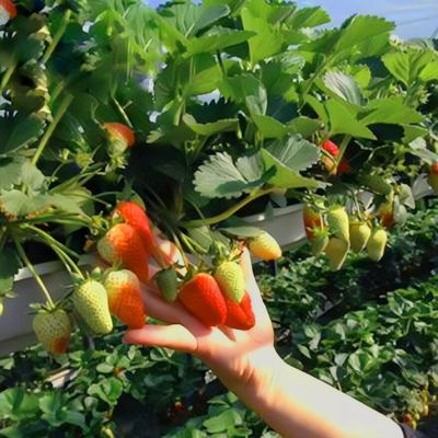 Multi-Span Tunnel Po Film Greenhouse 30 dagen Teruggave Terugbetalingen US Currency Greenhouse