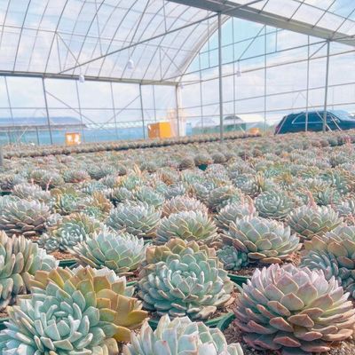 Multi-span film kas voor het planten van gras Optimaal dekking materiaal en schaduw systeem